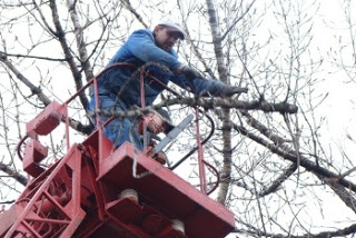 Tree Removal Service Bronx Image